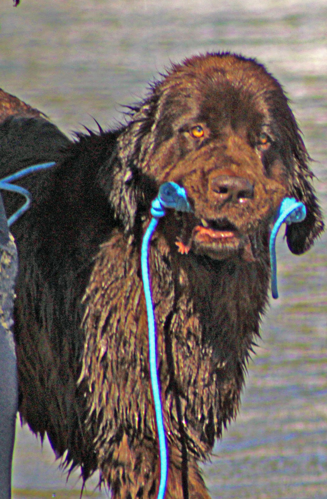 Newfoundland Dogs Perform Water Rescue at Glorietta Bay for the