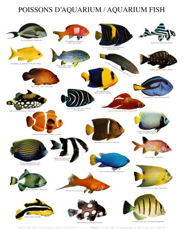 Types Of Aquarium Fish | saltwater aquarium tips fish for the saltwater aquarium Types Of Aquarium Fish | saltwater aquarium tips fish for the saltwater aquarium