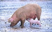 [180px-Sow_with_piglet.jpg]
