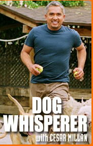 Canine Ambassador