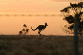 Ancient Kangaroo