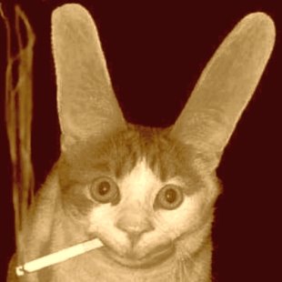 [cigarrogato.jpg]