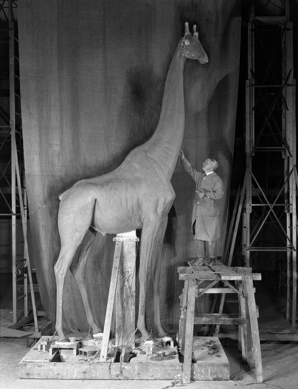 [giraffe.jpg]