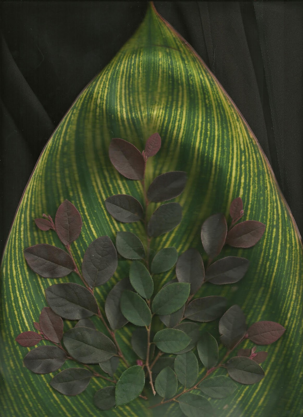 Signature Gardens Garden Scanning