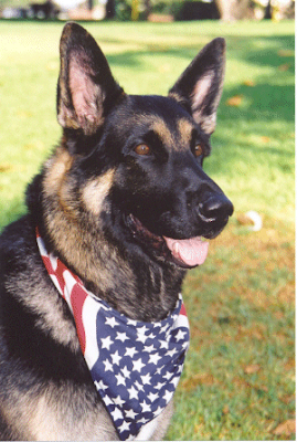 Images of German Shepherd Dog