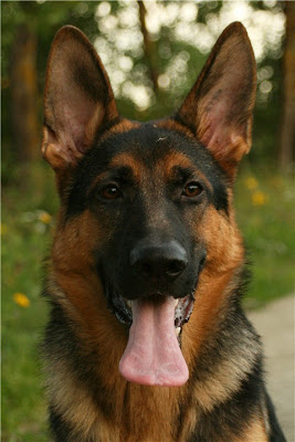 German Shepherd Dog Breed Standard