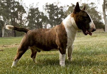 miniature bull terrier kennel