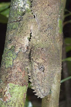Madagascar Mossy Leaf Tail Gecko