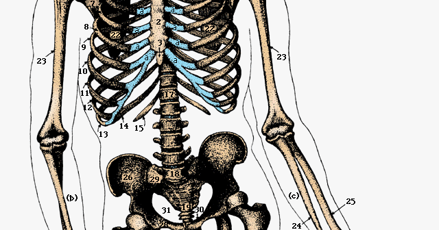 Screenwriting Notes: The Bone Structure