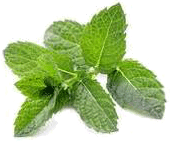 Daun Mint