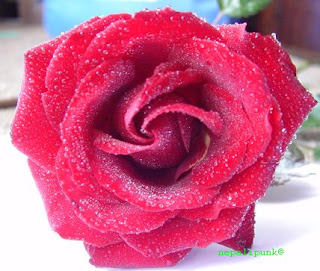 Photo: Rose