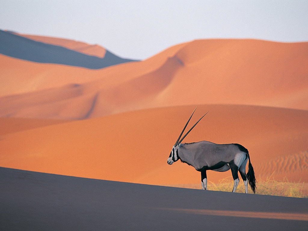 [Oryx+Antelope.jpg]
