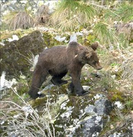 Un corredor permitirá unir las poblaciones de osos pardo Oso+joven