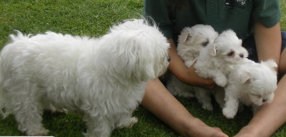 Mintie the Maltese