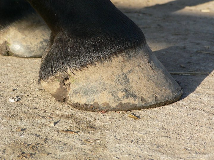Natural Hoof Care in the UK EasyCare