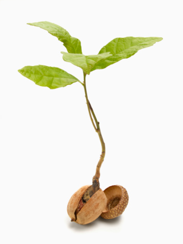 Acorn Plant