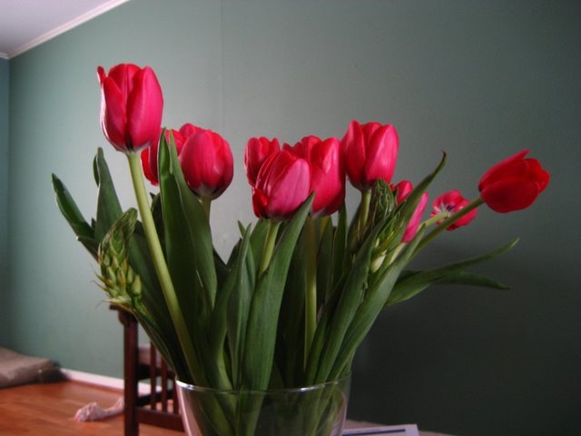 [tulips]