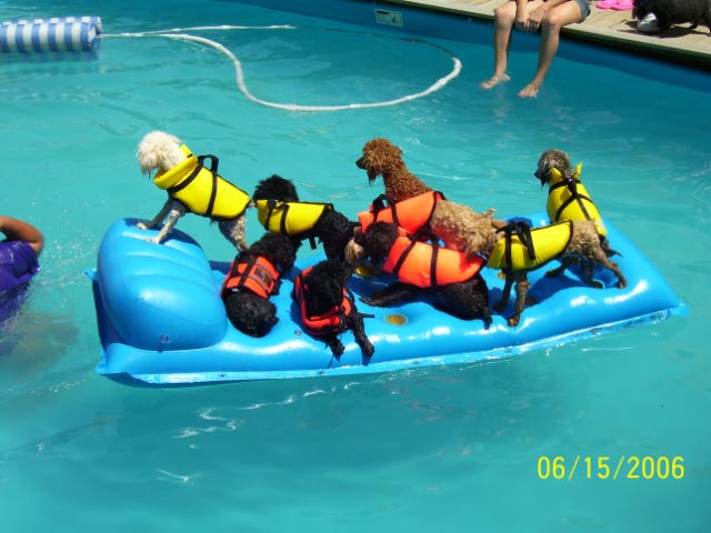 [Fido_Float_dogs.jpg]