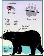 BLACK BEAR