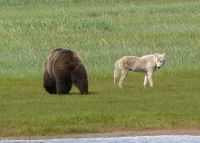 Wolf Info