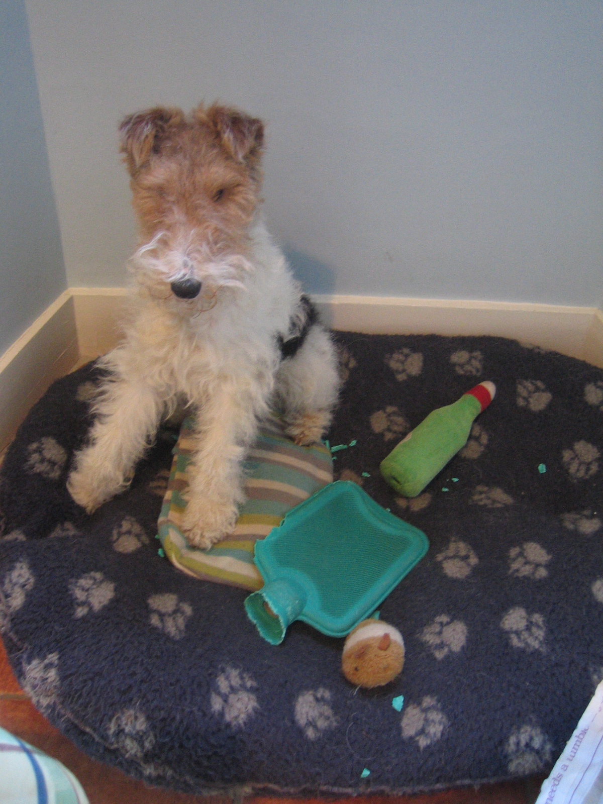 Bouncing Bertie's Blog Cracker Dog Special the year in review