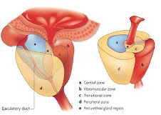 prostata