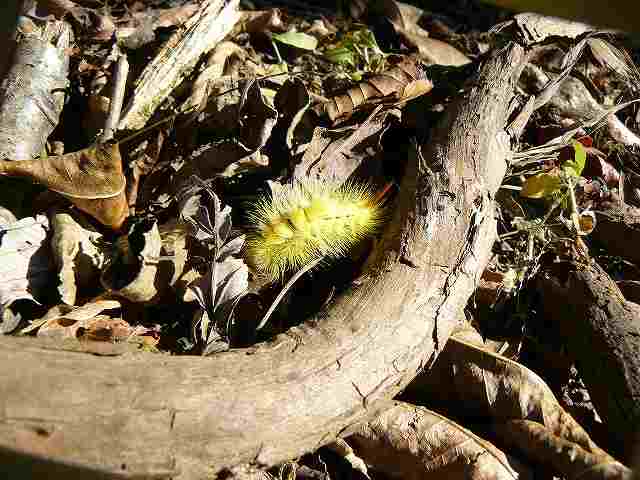 [ﾘﾝｺﾞﾄﾞｸｶﾞ2.jpg]