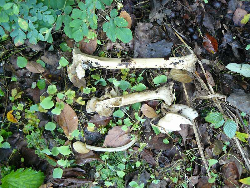 [é¹¿ã ®é  éª¨.jpg]