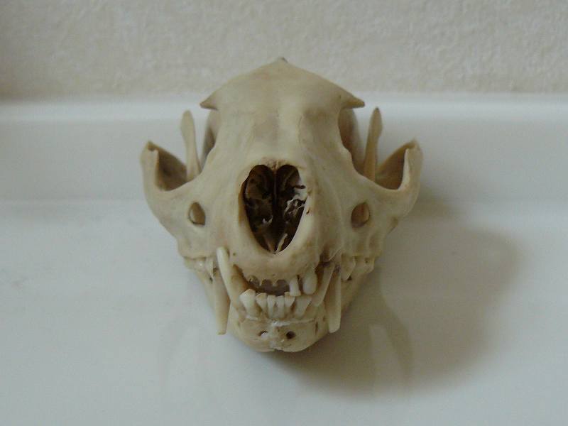 故有事: ハクビシンの頭骨Skull of Paguma larvata