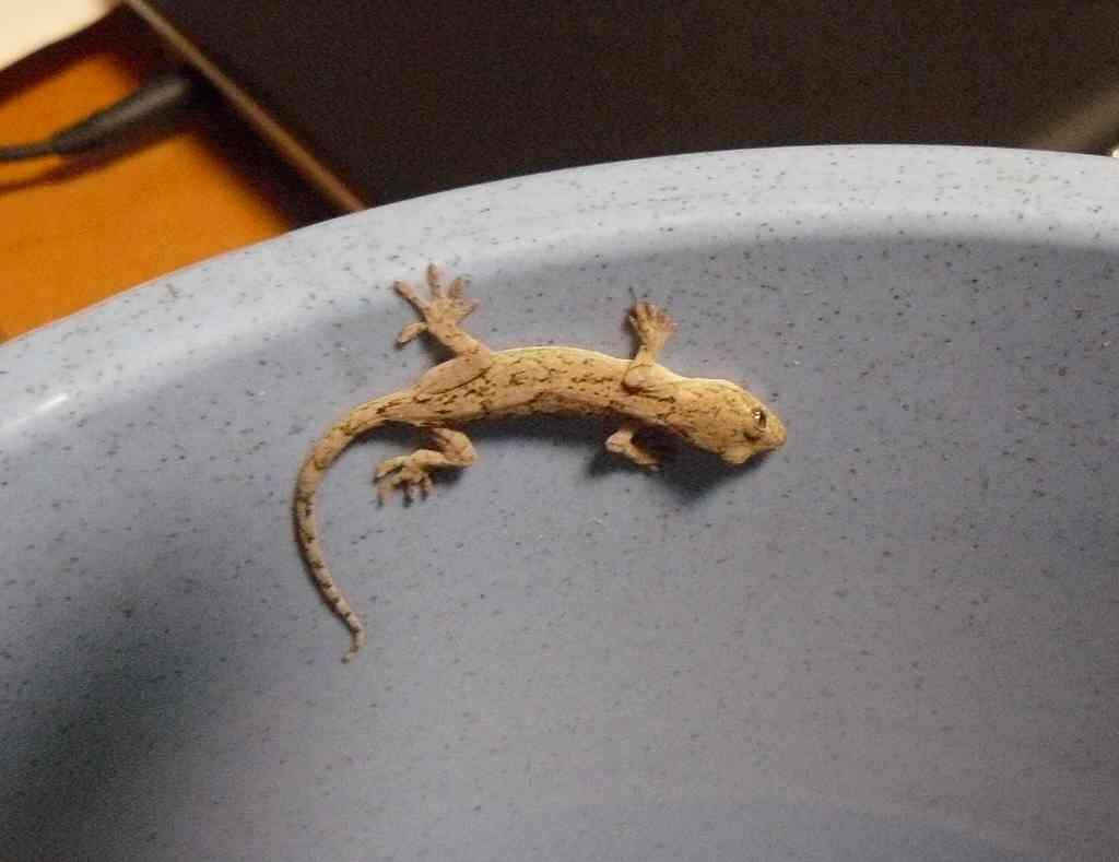 故有事 捕まえられたヤモリ！