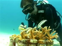 guy saving the reefs