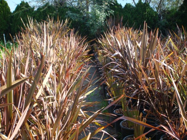 New Zealand Flax