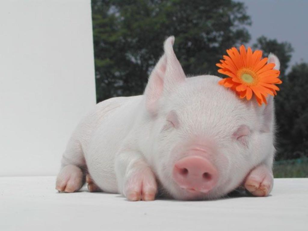 [cute+piglet+flower.jpg]