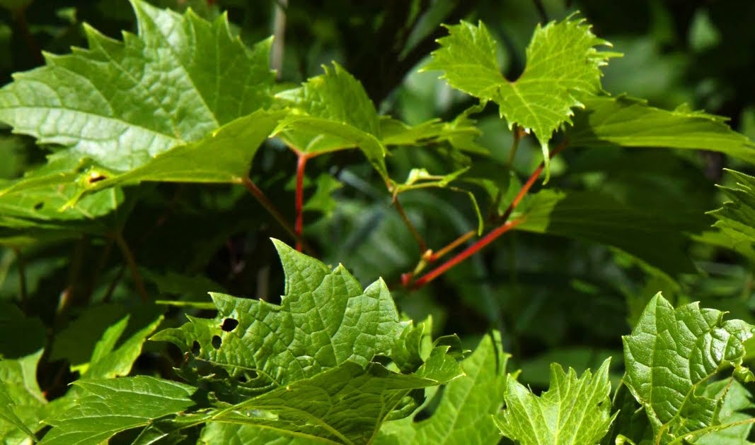 Wild About Grape Leaves