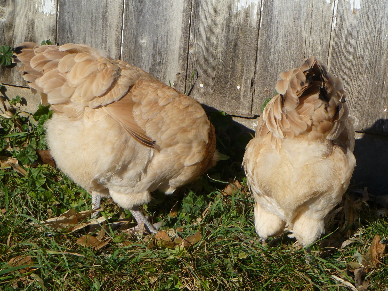 Becky's Happy Hens & Small Town Chatter What's Up? Chicken Butt!