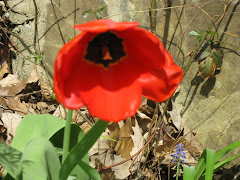 An Early Tulip 2009