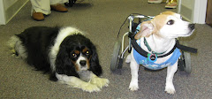 Therapy Dogs