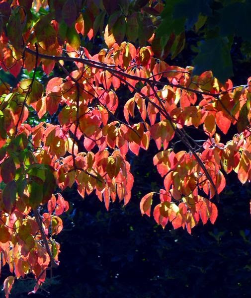 ButterYum Autumn in Virginia