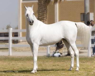 arabian horses wallpaper. BEAUTY OF ARABIAN HORSE