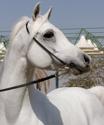 Arabian Horses Wallpaper. BEAUTY OF ARABIAN HORSE