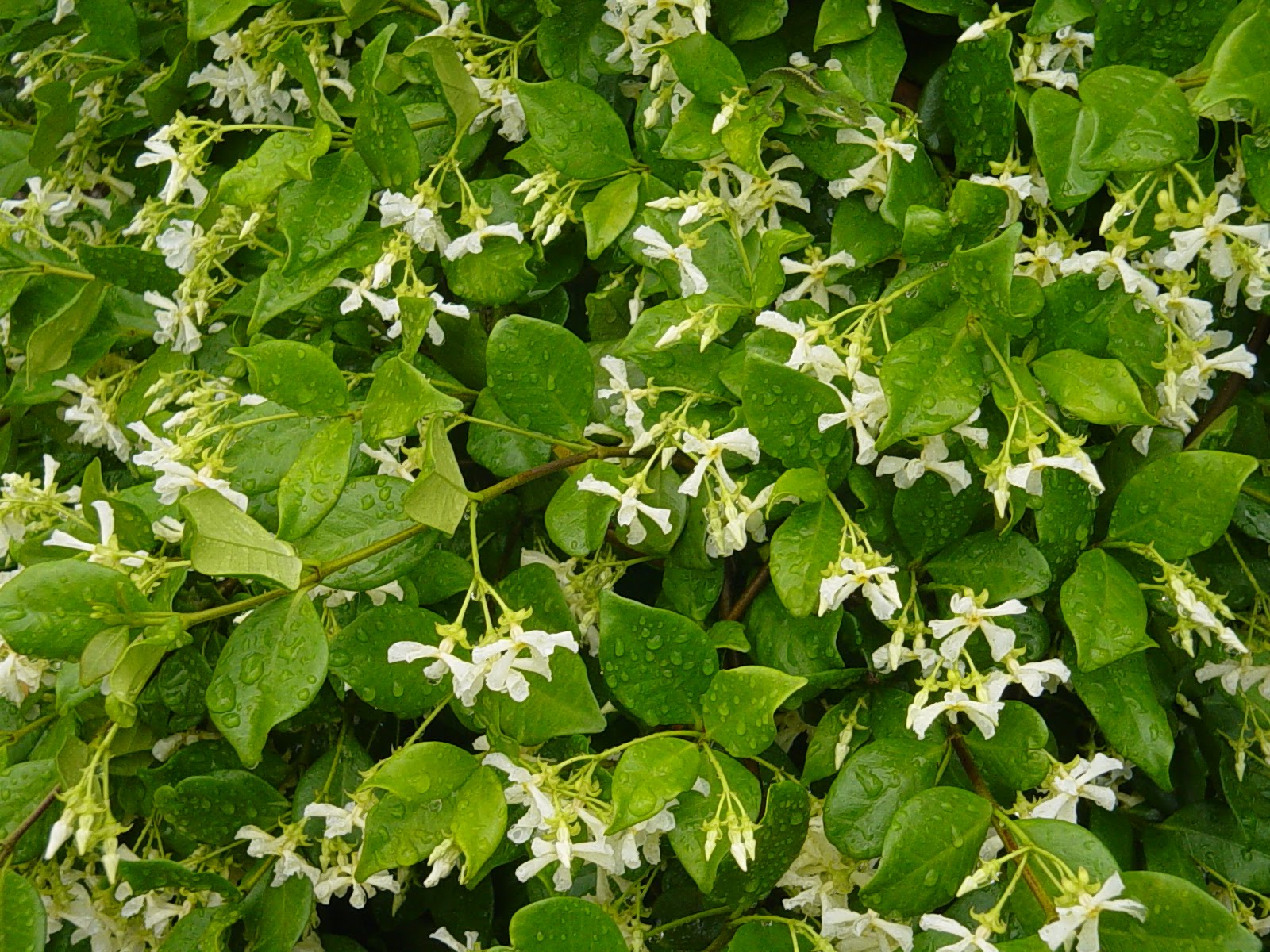 Americus Garden Inn Bed and Breakfast Lots of rain brings frogs and