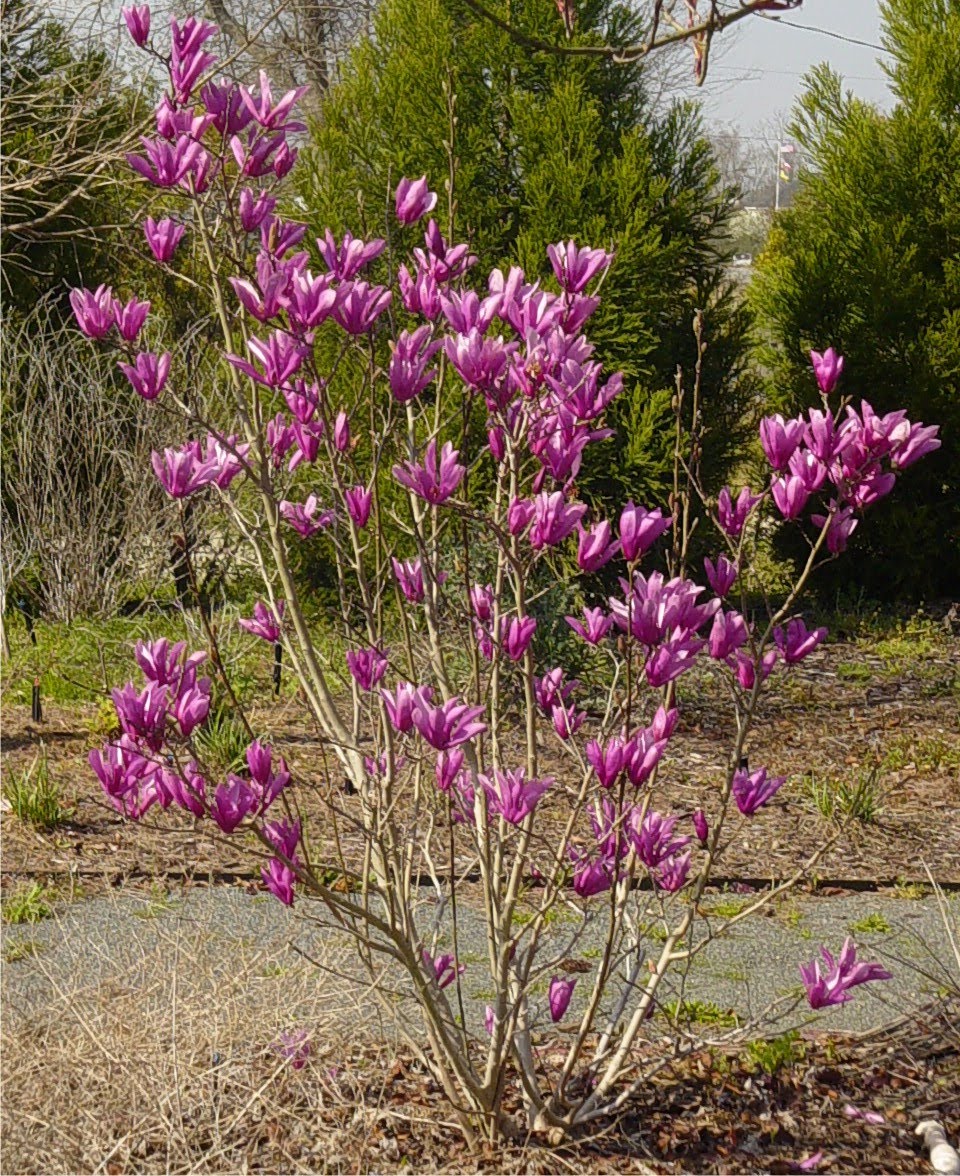 Americus Garden Inn Bed and Breakfast The Garden Comes Alive