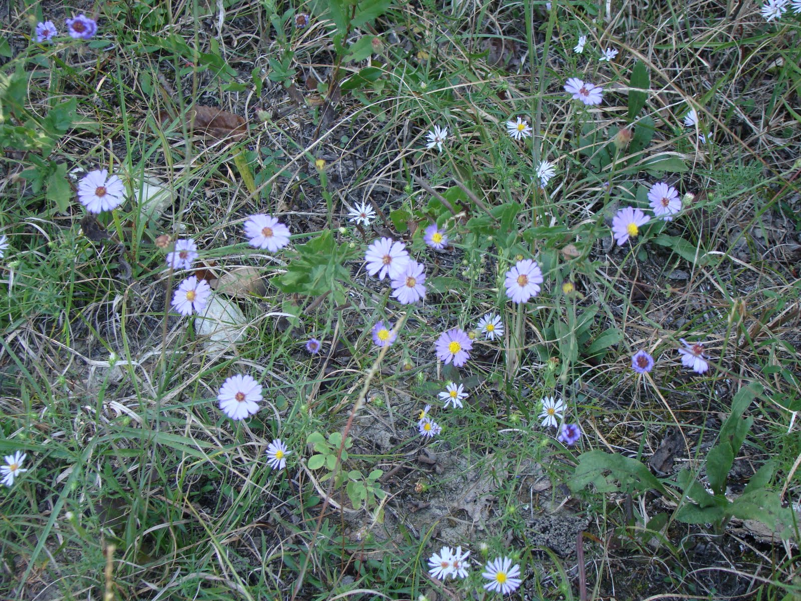 [DSC01905.JPG]