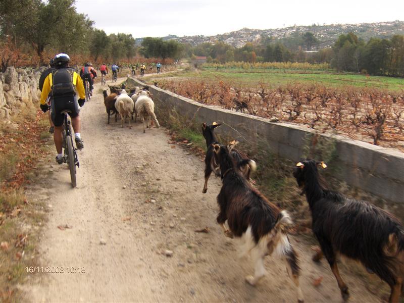 [cabras.jpg]