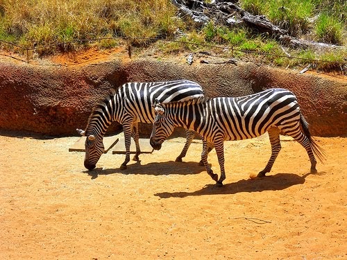Zebra Diets: Zebra Diet (Captivity)