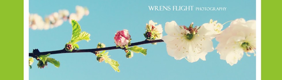 Wrens Flight Photography