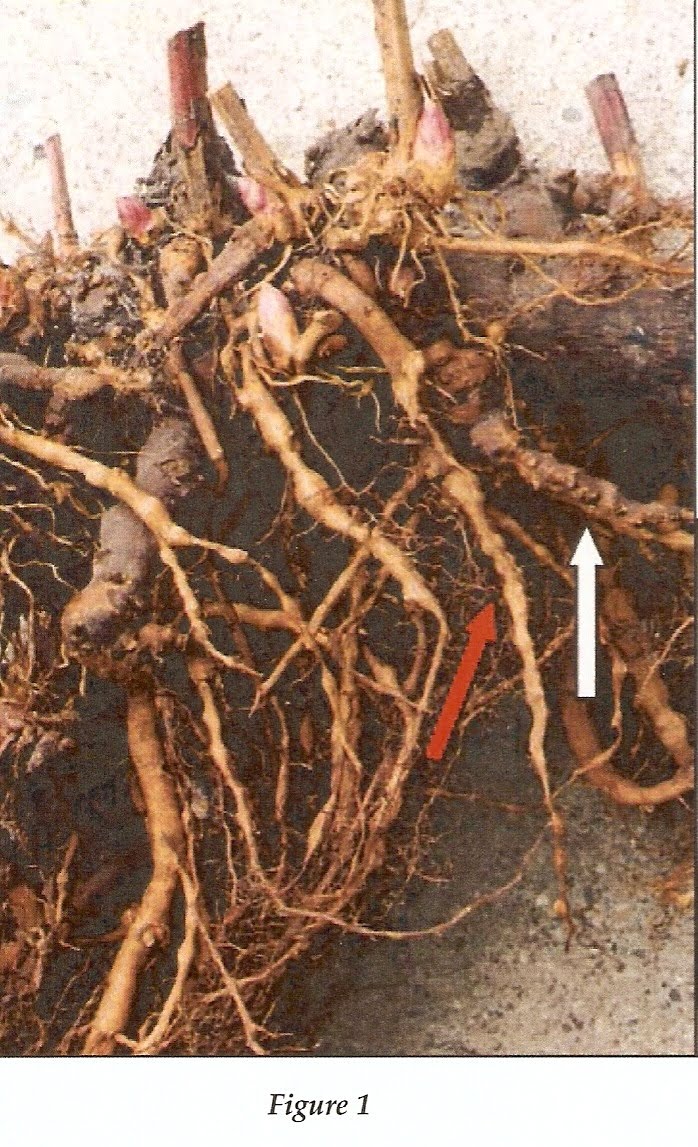 Peony Roots