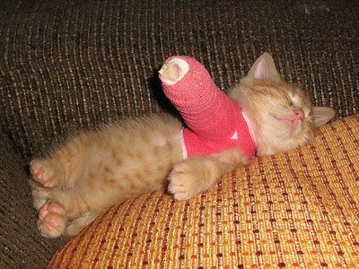 Cat Cast