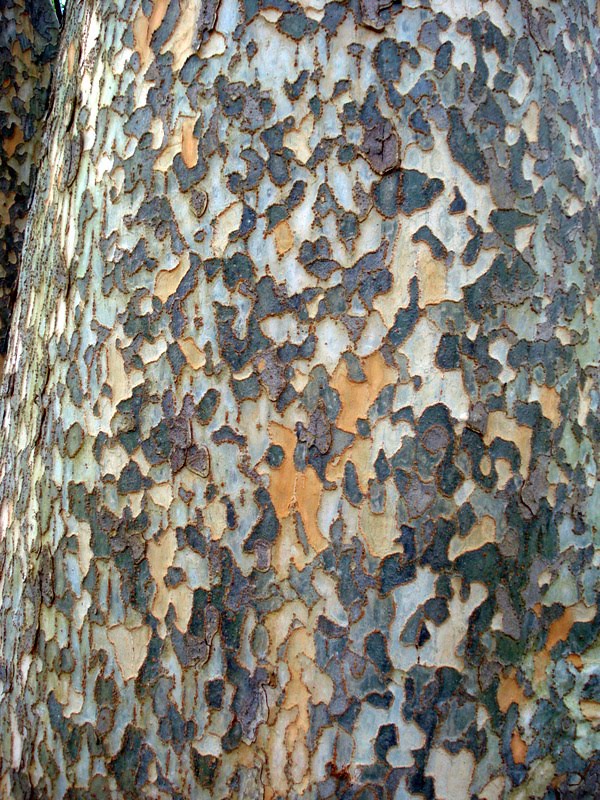 Hue New camo tree bark