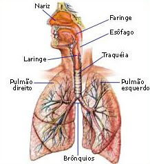 Funciones De Todos Los Organos Del Sistema Respiratorio